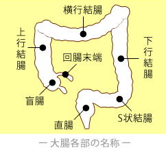 大腸各部の名称